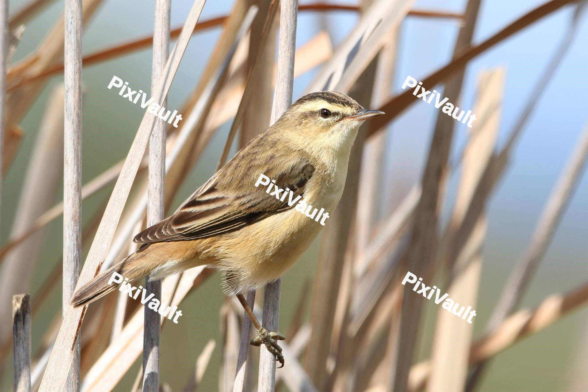 Sedge Warbler on the branch